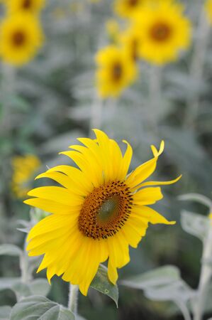 beautiful sunflower の写真素材
