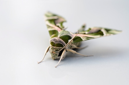 close up to butterfly の写真素材