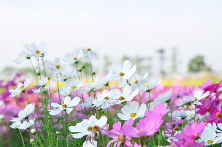 beautiful cosmos in the gardenの写真素材