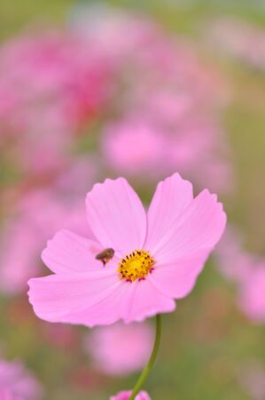 beautiful cosmos in the gardenの写真素材