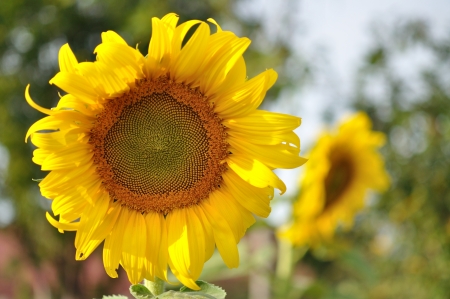 beautiful sunflowerの写真素材