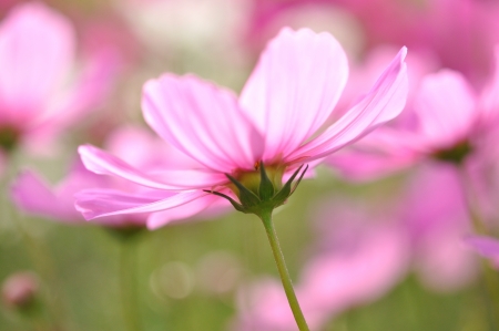 beautiful cosmos in the gardenの写真素材