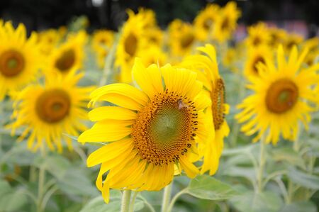 beautiful sunflowerの写真素材