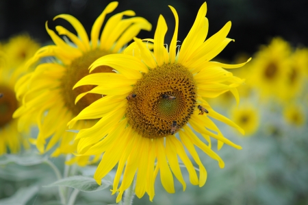 beautiful sunflowerの写真素材