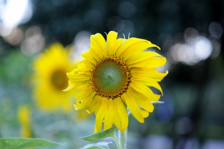 beautiful sunflowerの写真素材