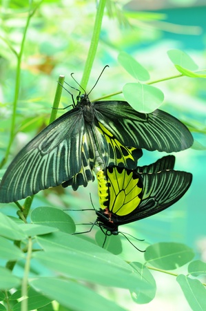 butterfly in the gardenの写真素材