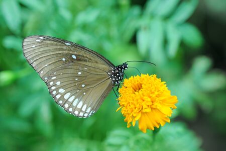butterfly in the gardenの写真素材