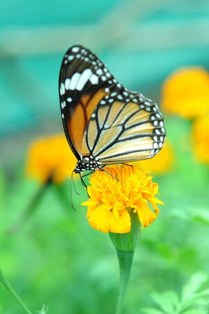 butterfly in the gardenの写真素材