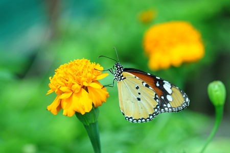 butterfly in the gardenの写真素材