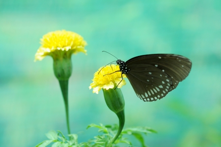 butterfly in the gardenの写真素材