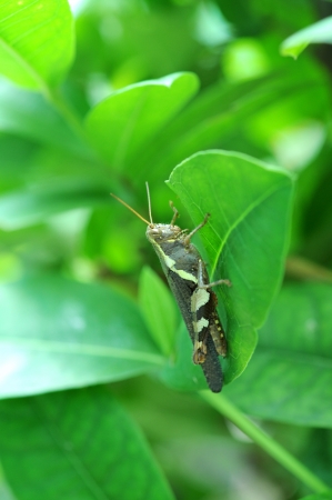 close up to grasshopper の写真素材