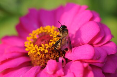 close up to insect on yellowの写真素材