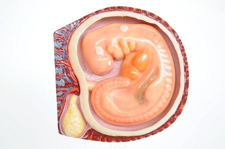 fertilization model の写真素材