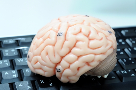 human brainの写真素材