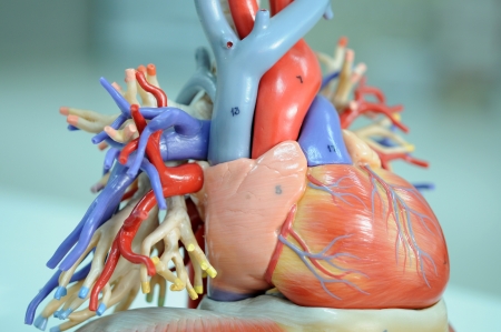 heart model の写真素材