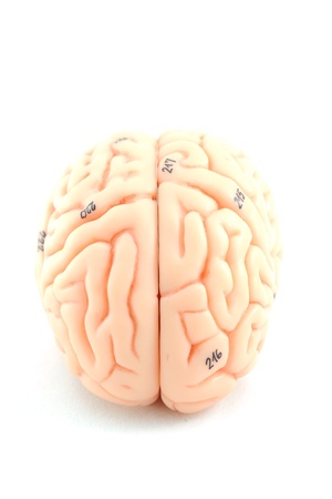 human brainの写真素材