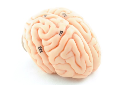 human brainの写真素材