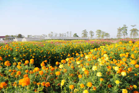 filed of flowerの写真素材