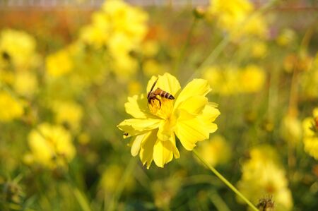 filed of yellow flowerの写真素材