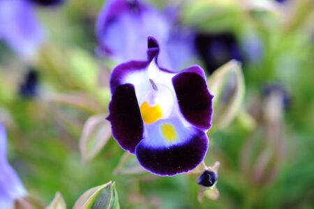violet flowerの写真素材