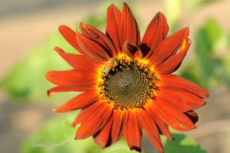 beautiful sunflowerの写真素材