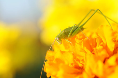 close up to grasshopper on yellow flower の写真素材