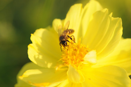 close up to honey bee on yellow flower 