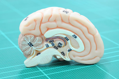 human brain