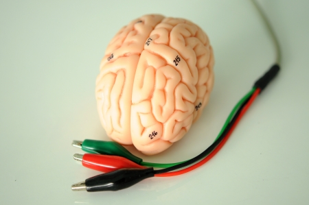 human brainの写真素材