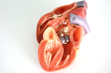 close up to heart model の写真素材