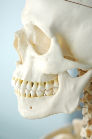 human skull の写真素材