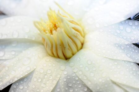 close up to lotusの写真素材