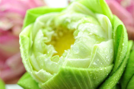 close up to lotusの写真素材