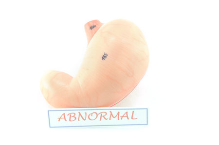 stomach of human の写真素材