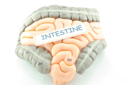 anatomy of intestineの写真素材