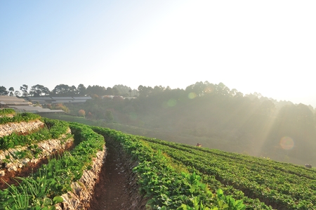 strawberry field の写真素材