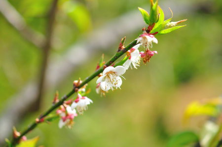 sakura flowersの写真素材