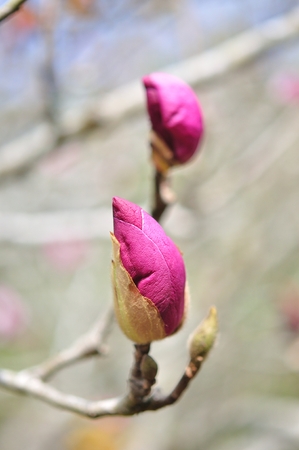 magnoliaの写真素材