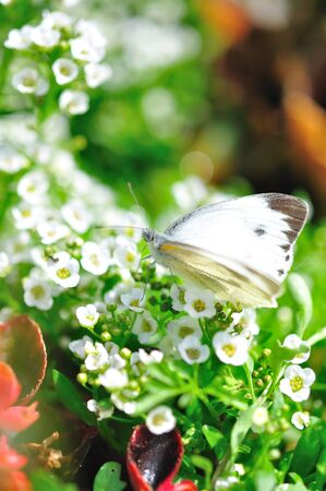 beautiful flowerの写真素材