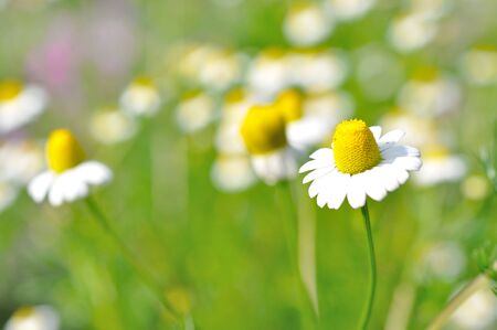 Field of Yellow Flowerの写真素材