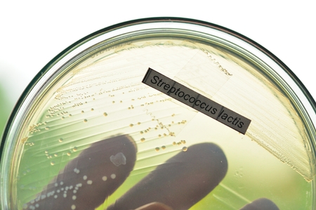 streptococcus lactis in petridishの写真素材