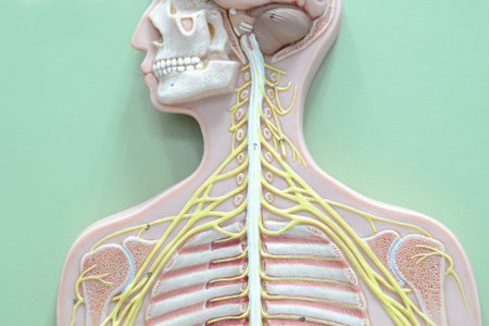 human nervous system