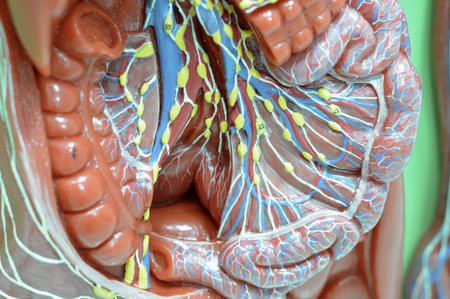 human nervous systemの写真素材