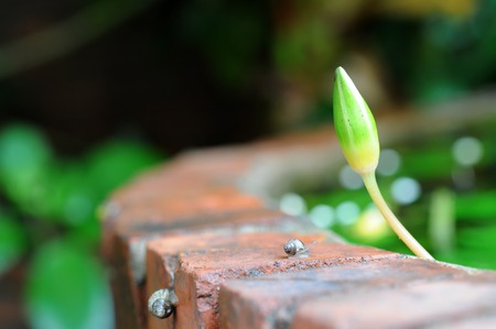 Beautiful Lotus Flower Seen In Waterの写真素材