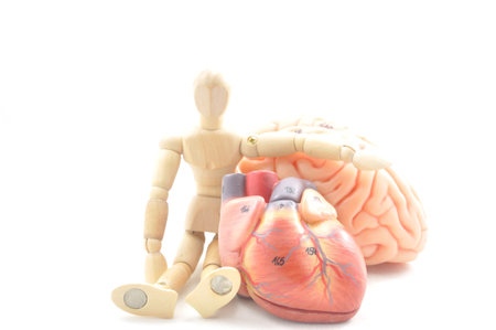 heart and brain