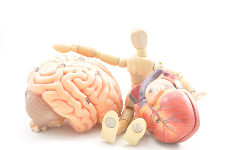 heart and brainの写真素材