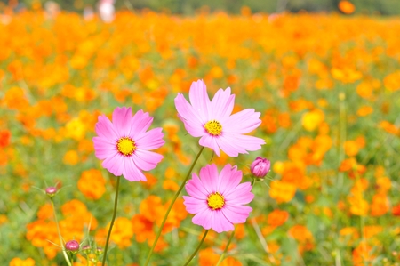 cosmos flowerの写真素材