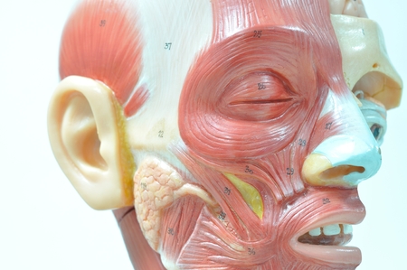 eyes muscle anatomyの写真素材