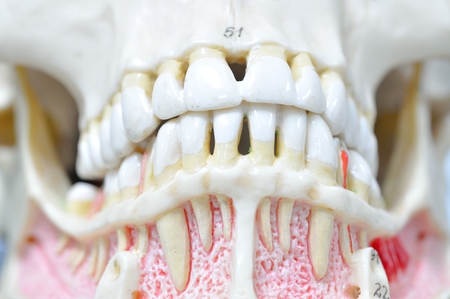 close up to human teeth anatomyの写真素材