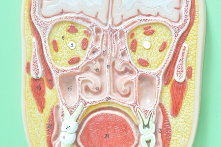 Cross section of human headの写真素材